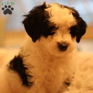 Biscuit, Mini Bernedoodle Puppy