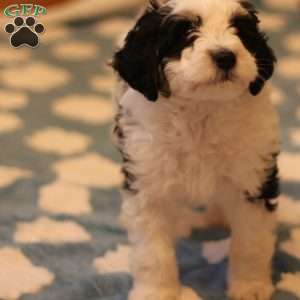 Biscuit, Mini Bernedoodle Puppy