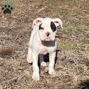 Neill, Boxer Puppy