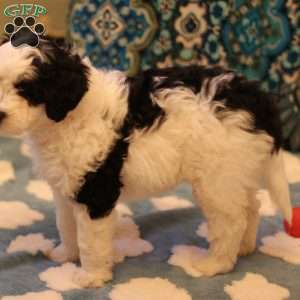 Biscuit, Mini Bernedoodle Puppy