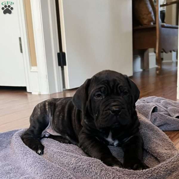 Meatball, Cane Corso Puppy