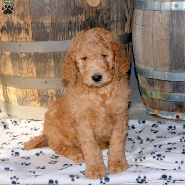 Ian, Goldendoodle Puppy