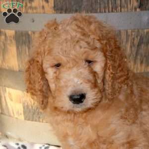 Ian, Goldendoodle Puppy