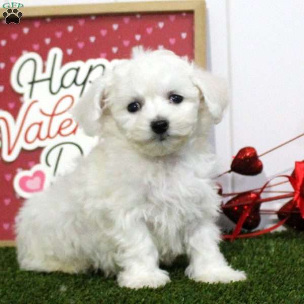 Ian, Bichon Frise Puppy