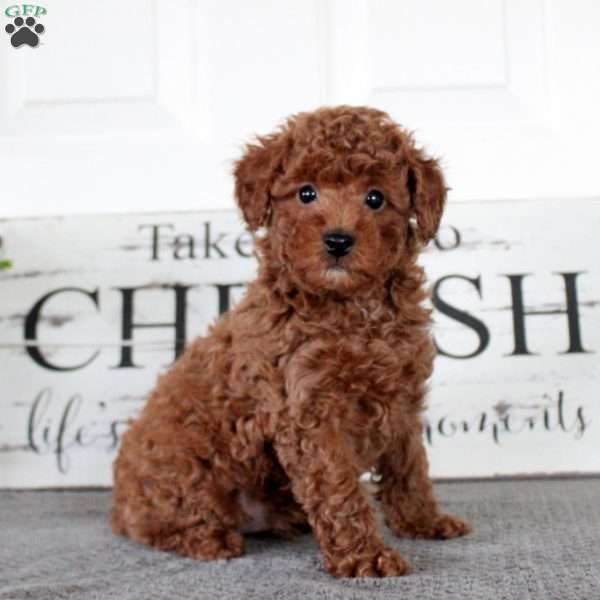 Ian, Toy Poodle Puppy