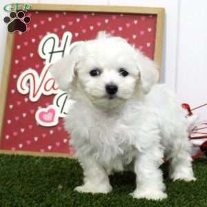 Ian, Bichon Frise Puppy