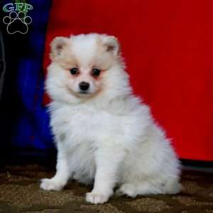 Ian, Pomeranian Puppy