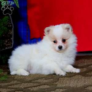 Ian, Pomeranian Puppy