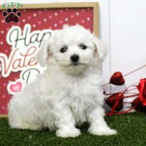 Ian, Bichon Frise Puppy