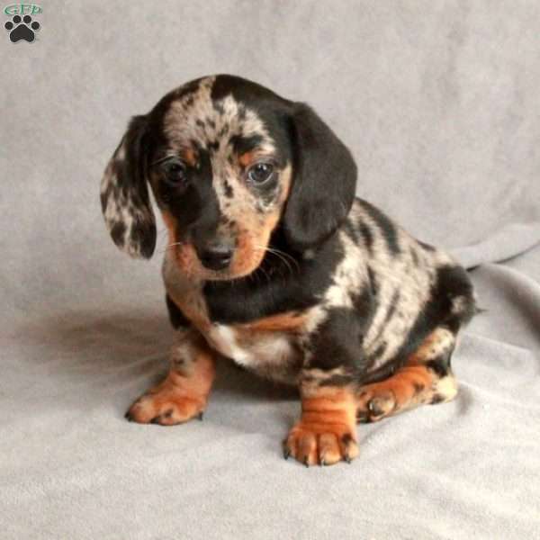 Icarus, Dachshund Puppy