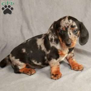 Icarus, Dachshund Puppy