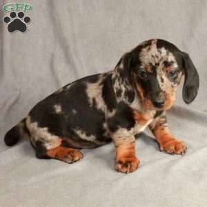 Icarus, Dachshund Puppy