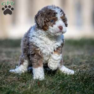 Icicle, Mini Bernedoodle Puppy