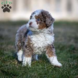 Icicle, Mini Bernedoodle Puppy