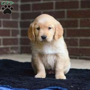 Iris, Golden Retriever Puppy