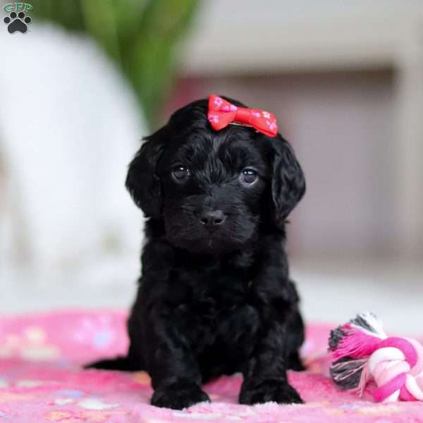 Iris, Cockapoo Puppy