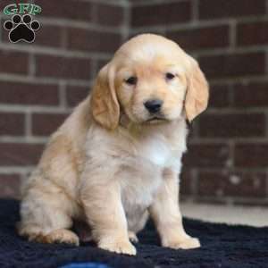 Iris, Golden Retriever Puppy