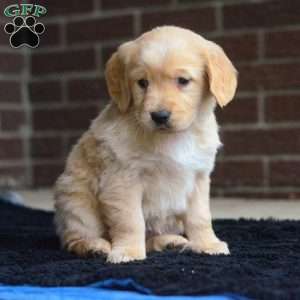 Iris, Golden Retriever Puppy