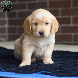 Iris, Golden Retriever Puppy