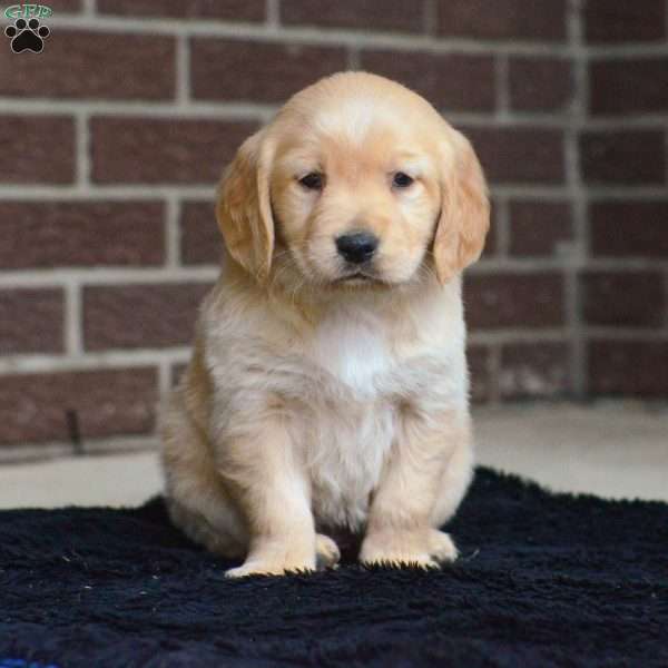 Iris, Golden Retriever Puppy