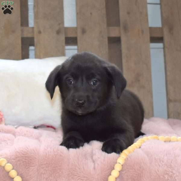 Iris, Labrador Mix Puppy