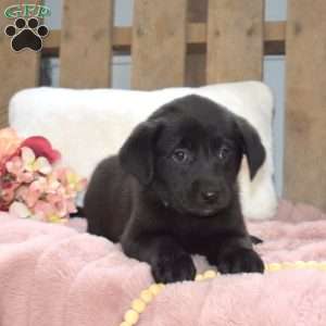 Iris, Labrador Mix Puppy