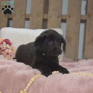 Iris, Labrador Mix Puppy