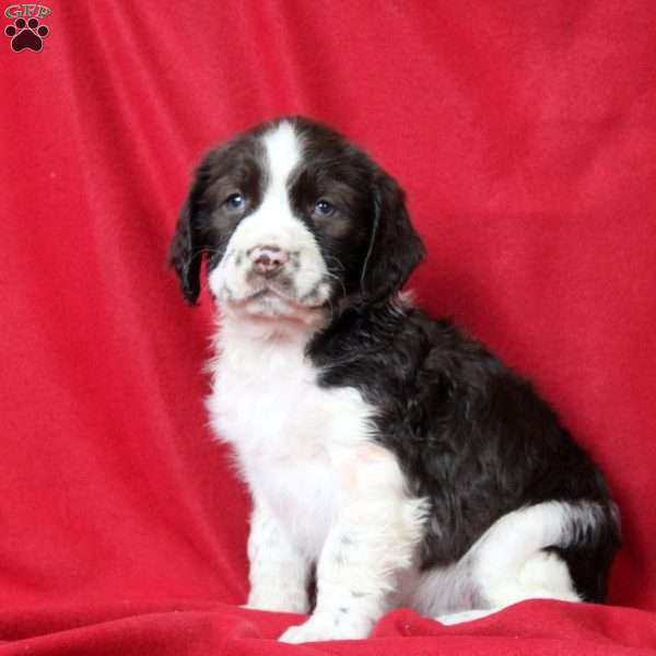 Isaac, English Springer Spaniel Puppy