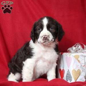 Isaac, English Springer Spaniel Puppy