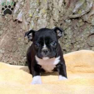 Isaac, Boston Terrier Puppy