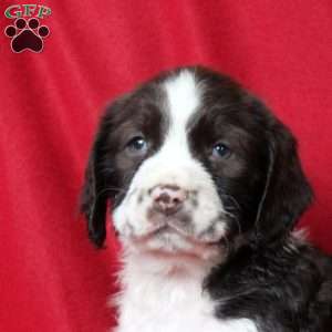 Isaac, English Springer Spaniel Puppy