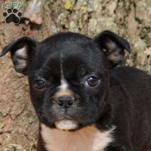 Isaac, Boston Terrier Puppy