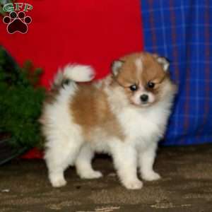 Pomeranian Puppies For Sale - Greenfield Puppies