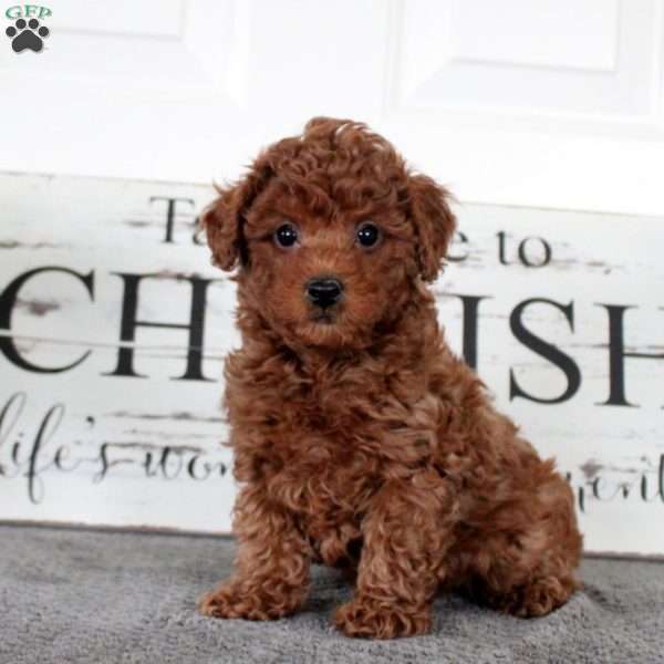 Isabel, Toy Poodle Puppy