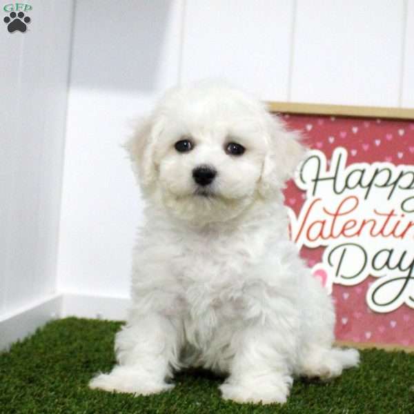 Isaiah, Bichon Frise Puppy