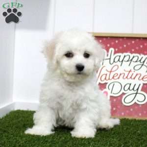 Isaiah, Bichon Frise Puppy