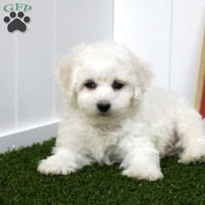 Isaiah, Bichon Frise Puppy