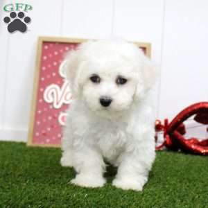 Isaiah, Bichon Frise Puppy