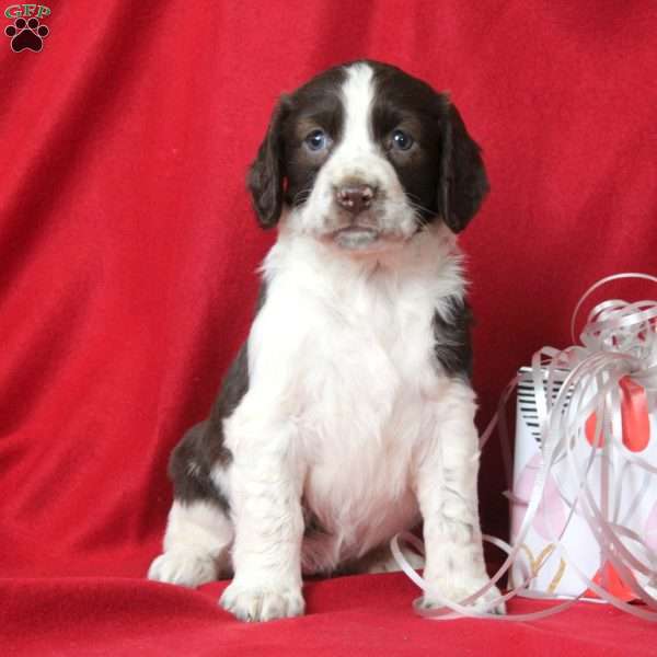 Isla, English Springer Spaniel Puppy