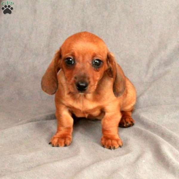 Isla, Dachshund Puppy