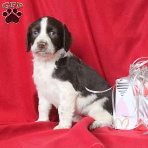 Isla, English Springer Spaniel Puppy