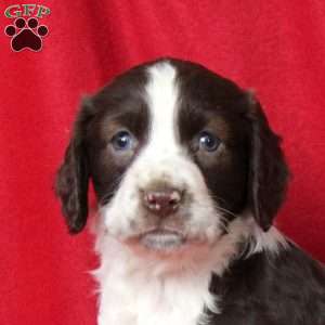 Isla, English Springer Spaniel Puppy