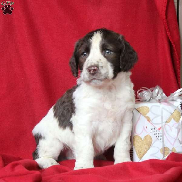 Ivan, English Springer Spaniel Puppy