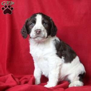 Ivan, English Springer Spaniel Puppy