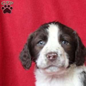 Ivan, English Springer Spaniel Puppy