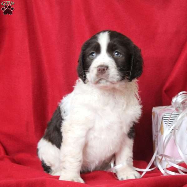 Ivy, English Springer Spaniel Puppy