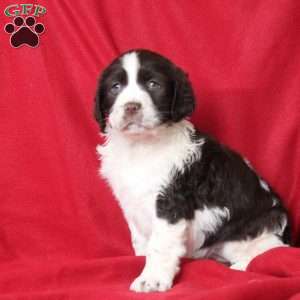 Ivy, English Springer Spaniel Puppy