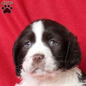 Ivy, English Springer Spaniel Puppy