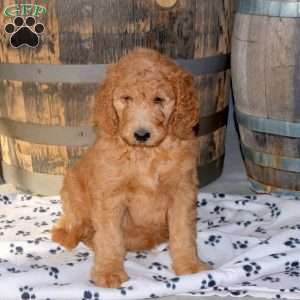 Izzie, Goldendoodle Puppy