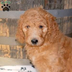 Izzie, Goldendoodle Puppy